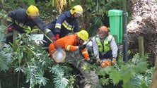 Concluída peritagem à árvore que caiu no arraial do Monte