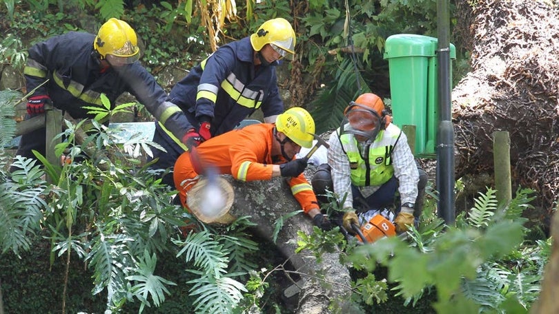 Concluída peritagem à árvore que caiu no arraial do Monte