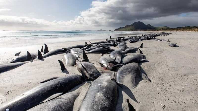 Mais de 200 baleias morrem na Nova Zelândia