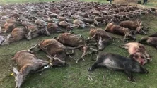Imagem de Quase 40% das espécies utilizadas pelo homem estão ameaçadas