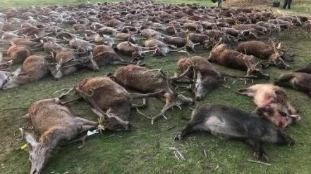 Imagem de Quase 40% das espécies utilizadas pelo homem estão ameaçadas