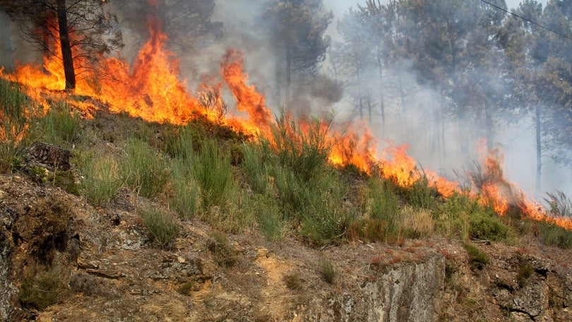 Polícia Florestal identifica autores de duas queimadas ilegais na Ribeira Brava
