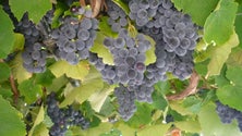 Imagem de Futuro do vinho de cheiro esteve em debate no Pico (Vídeo)
