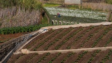 Setor agrícola é um dos mais importantes para a Região (áudio)