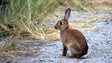 Imagem de Mil caçadores pediram licença para caçar na Madeira e no Porto Santo (Vídeo)