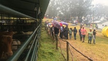 Imagem de Madeirenses com ligação aos animais e à lavoura (áudio)