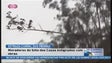 Corte de árvores provoca indignação a moradores do Curral das Freitas ( video)