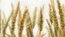 Imagem de Agricultores vão ter acesso a sementes do Germobanco da UMa (Vídeo)