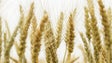 Imagem de Agricultores vão ter acesso a sementes do Germobanco da UMa (Vídeo)