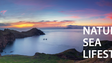 Imagem de Madeira quer ser ouro outra vez