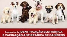 Imagem de Praia da Vitória promove campanha de vacinação e identificação para cães (Vídeo)