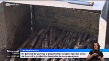 Imagem de Engenho Novo da Madeira estima processar cerca de 2500 toneladas de cana (vídeo)
