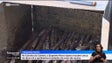 Engenho Novo da Madeira estima processar cerca de 2500 toneladas de cana (vídeo)