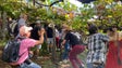 Imagem de Foram entregues 3. 880 toneladas de uvas nas casas de vinho (vídeo)