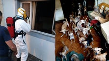 Imagem de 30 animais retirados de uma habitação no Funchal