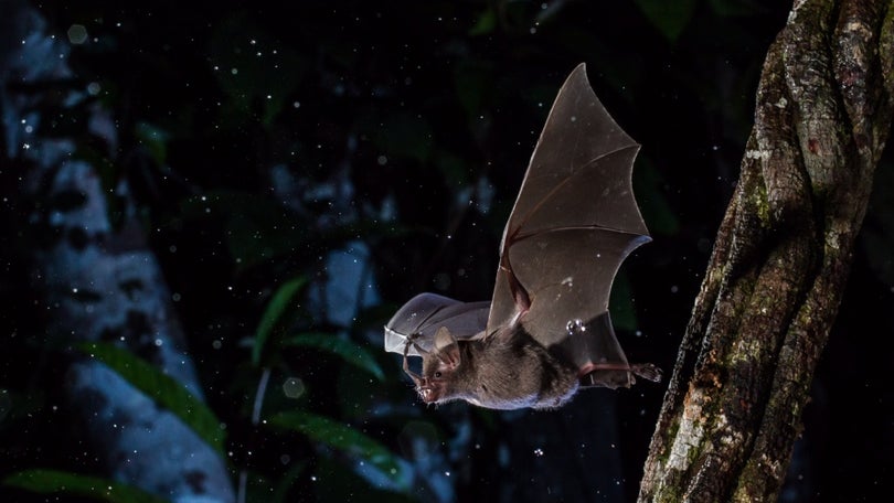 Imagem de Madeira assinala noite internacional dos morcegos