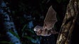 Madeira assinala noite internacional dos morcegos