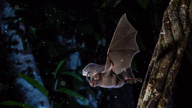 Madeira assinala noite internacional dos morcegos