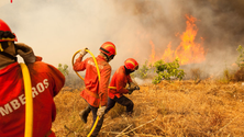Imagem de Entre junho e outubro foram evitados 406 incêndios na Madeira