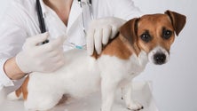 Imagem de Autarquia inicia campanha de vacinação e identificação de animais