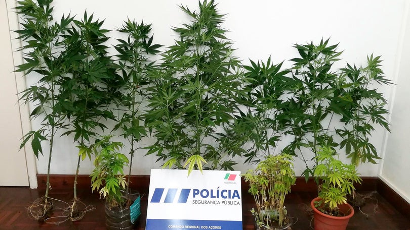 Imagem de Cultivo ilegal