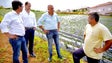 Imagem de Cafôfo quer aplicar estatuto da agricultura familiar na Madeira