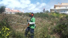 Imagem de A Câmara do Funchal aplicou 260 multas por falta de limpeza de terrenos
