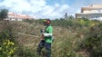 Imagem de A Câmara do Funchal aplicou 260 multas por falta de limpeza de terrenos