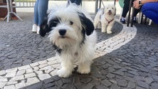 Imagem de Câmara de Lobos vacina animais de companhia (vídeo)