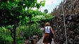 Imagem de Europa apoia 80 projetos de desenvolvimento rural na Madeira