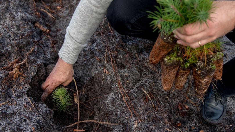 Imagem de Reflorestação é solução para combater alterações climáticas – estudo