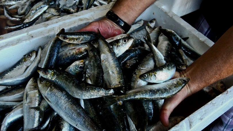 Portugal alcança resultado bastante favorável nas quotas de pesca