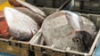 Pesca descarregada na Região diminuiu 9,2% face a 2011