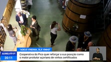 Imagem de Adega Cooperativa Vitivinícola do Pico quer maior projeção internacional [Vídeo]