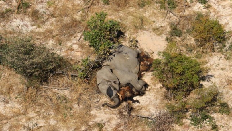 Imagem de Novo vírus ou veneno são possíveis causas da morte de centenas de elefantes no Botsuana