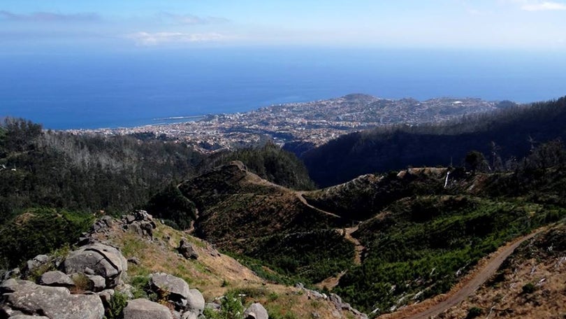 Câmara do Funchal investe 2 milhões de euros na reflorestação
