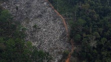 Imagem de França propõe um fundo internacional para a Amazónia