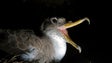 Imagem de Funchal acolhe palestra sobre conservação das aves marinhas
