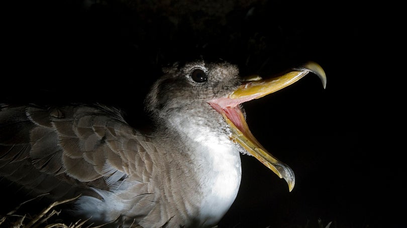 Funchal acolhe palestra sobre conservação das aves marinhas