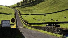 Imagem de Preço do leite ao produtor sobe em São Miguel (Som)