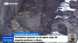 Imagem de População da Calheta denuncia despejo de águas residuais na ribeira