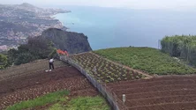 Imagem de Agricultores podem recorrer a compensação global de 180 milhões de euros