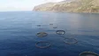 GR já não precisa dos pareceres das Câmaras para a instalação de jaulas de aquacultura (vídeo)