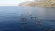 Imagem de GR já não precisa dos pareceres das Câmaras para a instalação de jaulas de aquacultura (vídeo)