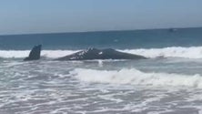 Imagem de Baleia de 15 toneladas morre na praia