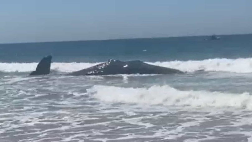 Imagem de Baleia de 15 toneladas morre na praia