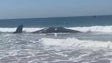 Baleia de 15 toneladas morre na praia