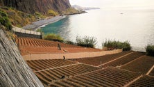 Imagem de Cabo Girão: estudo procura valorizar e explicar esta área protegida