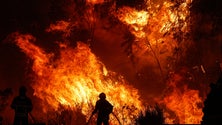 Imagem de Quase 1.000 operacionais combatem fogo em Odemira