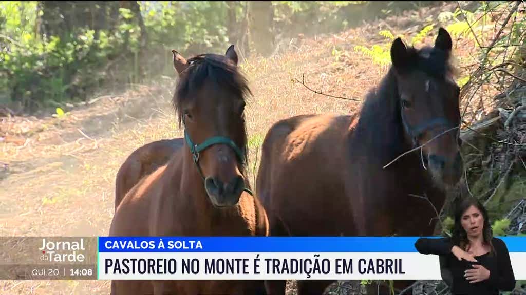 Pelo fim do abate de cavalos